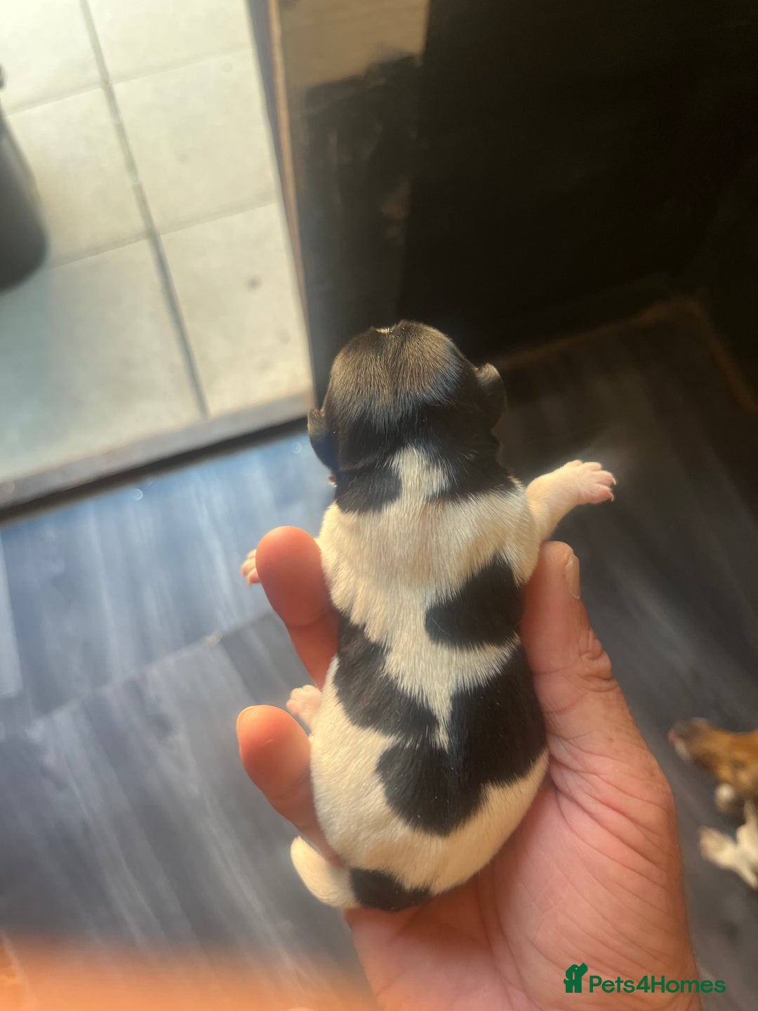 Jack Russell dogs for sale: Minicher jacks  - Image 2