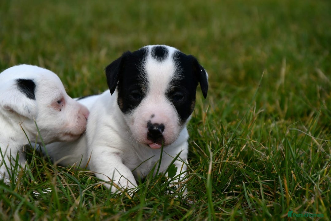 Jack Russell dogs for sale: Jack Russell puppies for sale  - Image 15