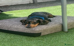 Dachshund dogs for sale: 7 month old dachshund male  - Image 4