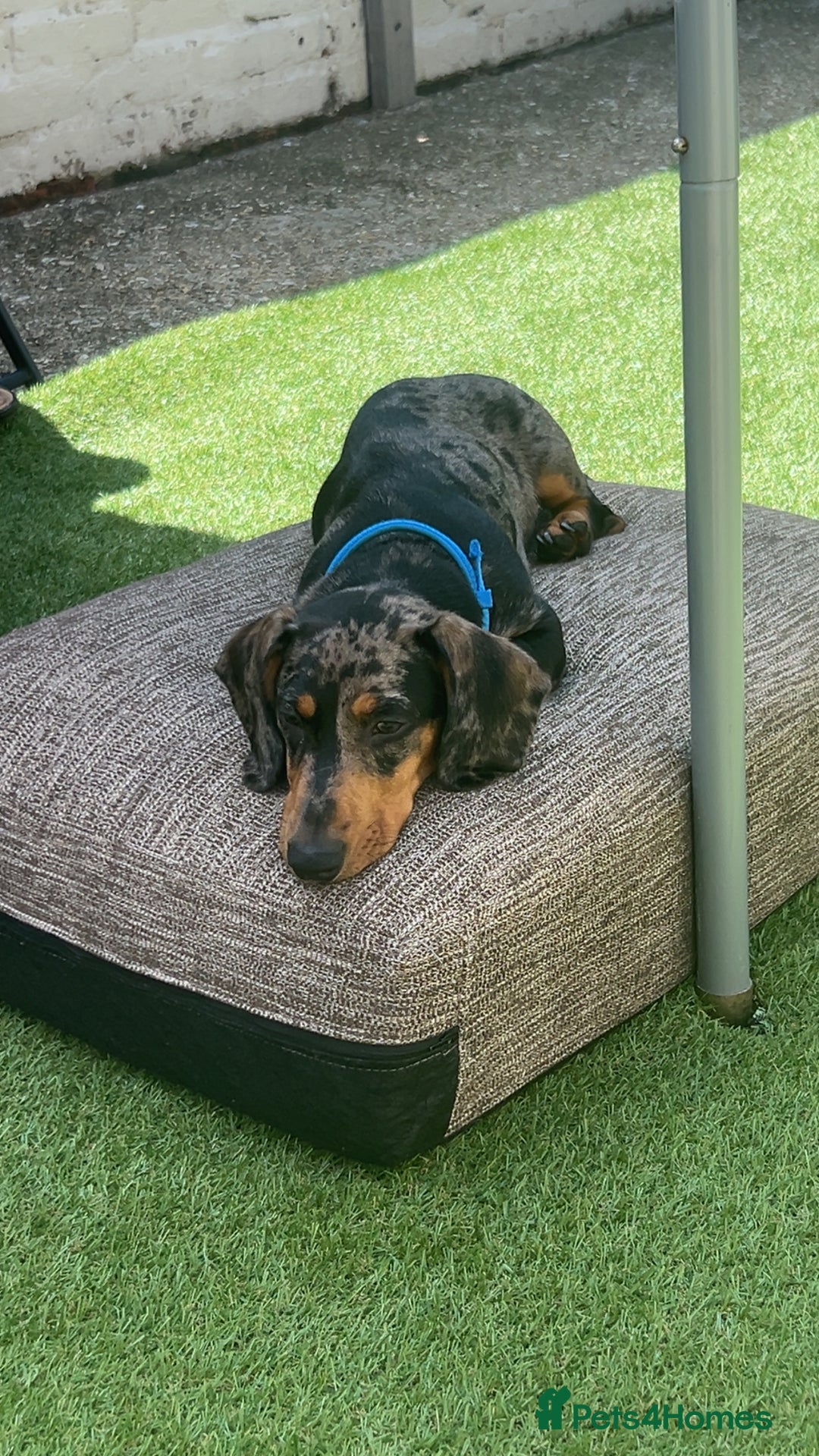 Dachshund dogs for sale: 7 month old dachshund male  - Image 4
