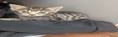 Tabby female