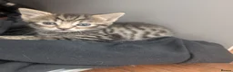 Mixed Breed cats for sale: 4 adorable kittens looking for a future home - Advert 14