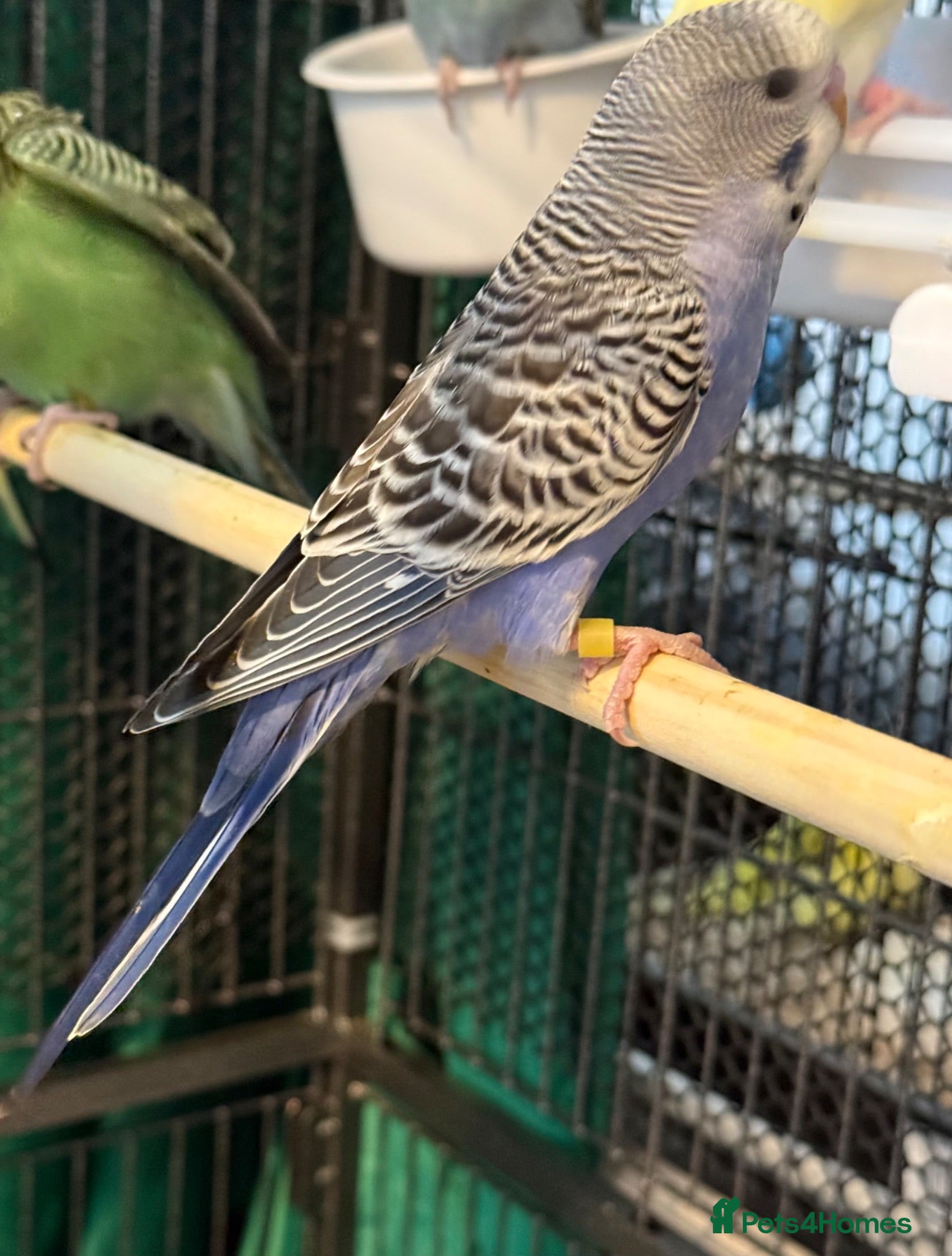 Budgerigars birds 8 week old baby budgies available in Runcorn - Advert 2
