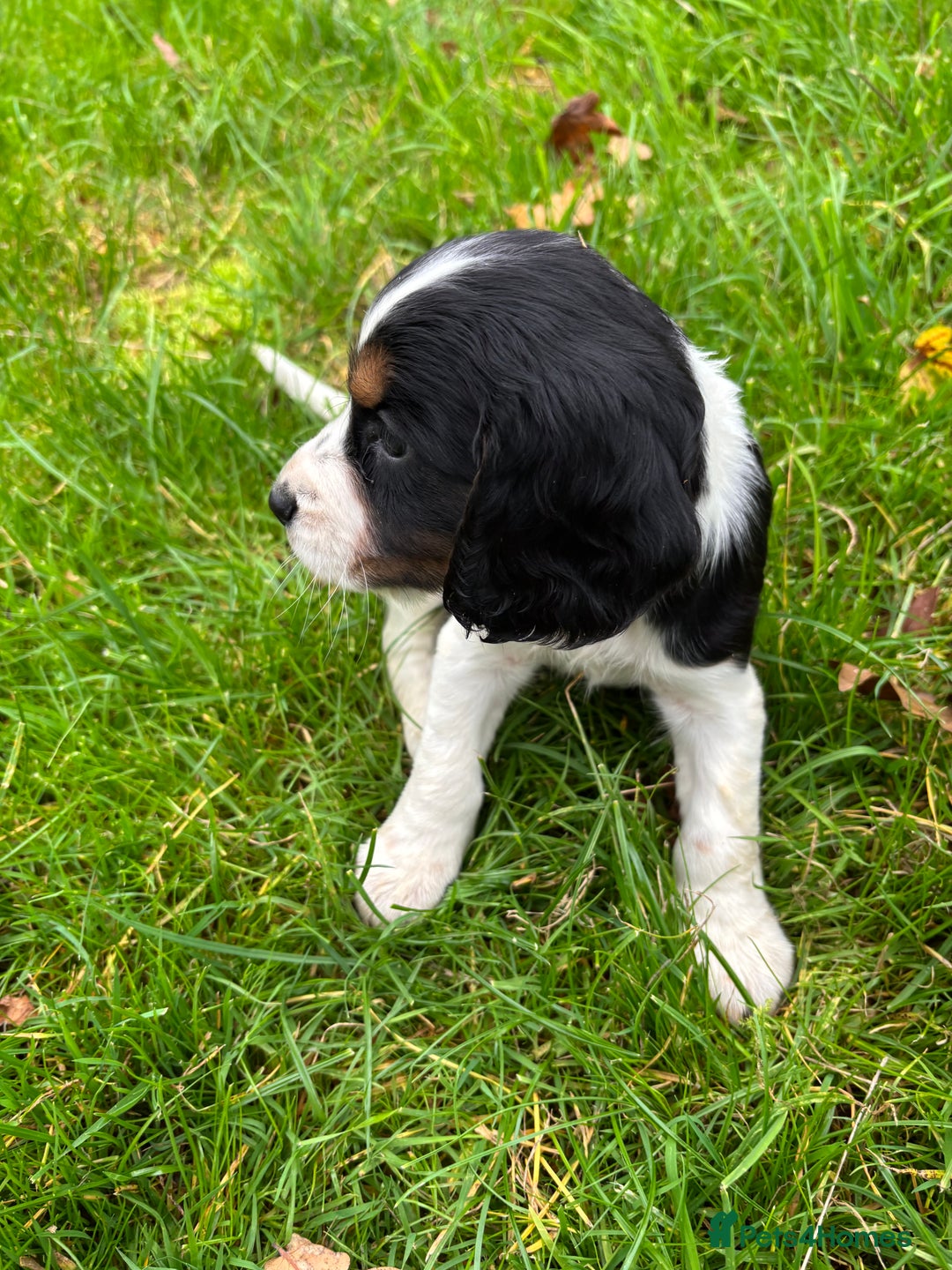 Sprocker dogs for sale: 🧡 Sprocker Puppies 💛 - Image 11