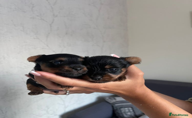 Yorkshire Terrier dogs Yorkshire terrier boys 🐶 - Advert 7