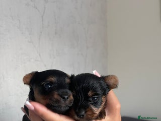 Yorkshire Terrier dogs for sale: Yorkshire terrier boys 🐶 - Advert 1