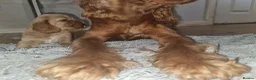 Cocker Spaniel dogs for sale: 3 golden Cocker Spaniels  - Advert 21