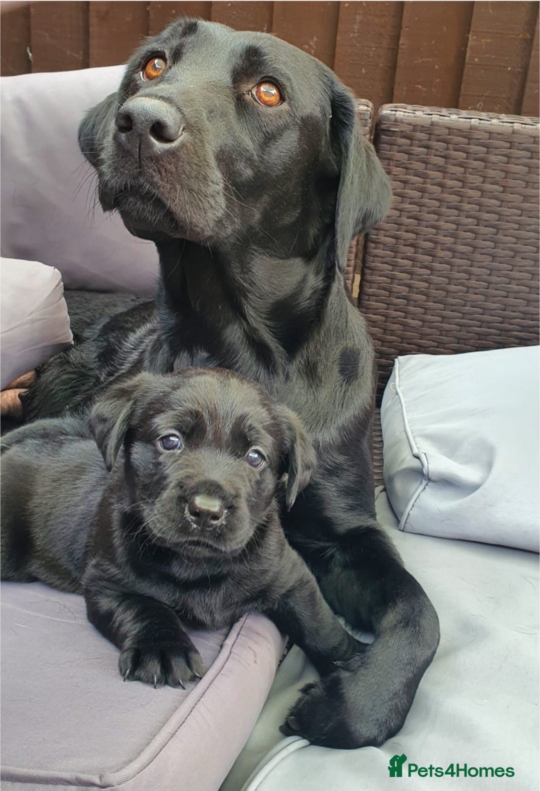 Labrador Retriever dogs for sale: 3 gorgeous black Labrador puppies - Image 9