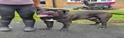 Cane Corso dogs for stud: Krowned_k9 King CASSIUS  in Birmingham - Advert 2