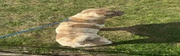 Shar Pei dogs for sale: Lilac flowered sharpie  - Advert 3