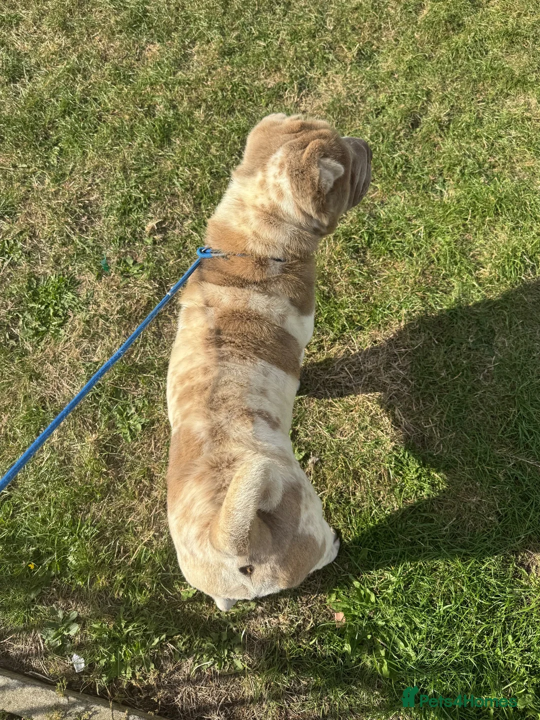 Shar Pei dogs for sale: Lilac flowered sharpie  - Advert 3