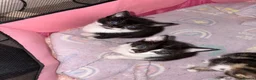 Mixed Breed cats for sale: 3 tabby 3 black and white - Advert 11