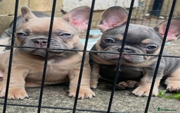 French Bulldog dogs for sale: Beautiful true to type French bulldog pups 3 left  - Image 1