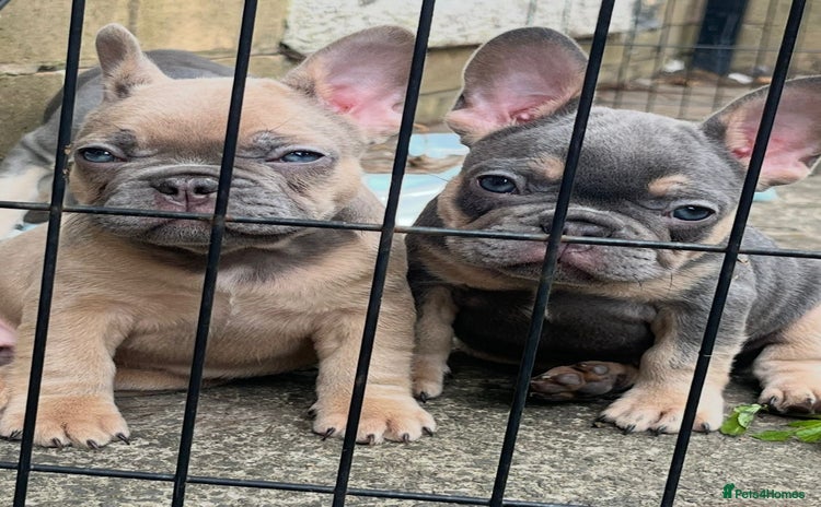French Bulldog dogs - Advert 1