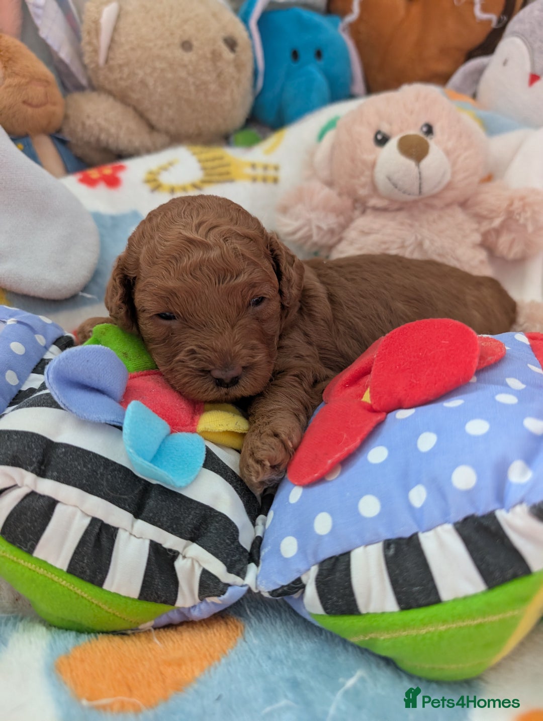 Cavapoo dogs for sale: F1B Deep Fox Red High Quality DNA Clear Puppy  - Image 17