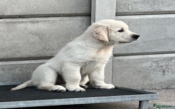 Golden Retriever dogs for sale: Stunning Puppies Ready Now (Updated pics) - Image 13