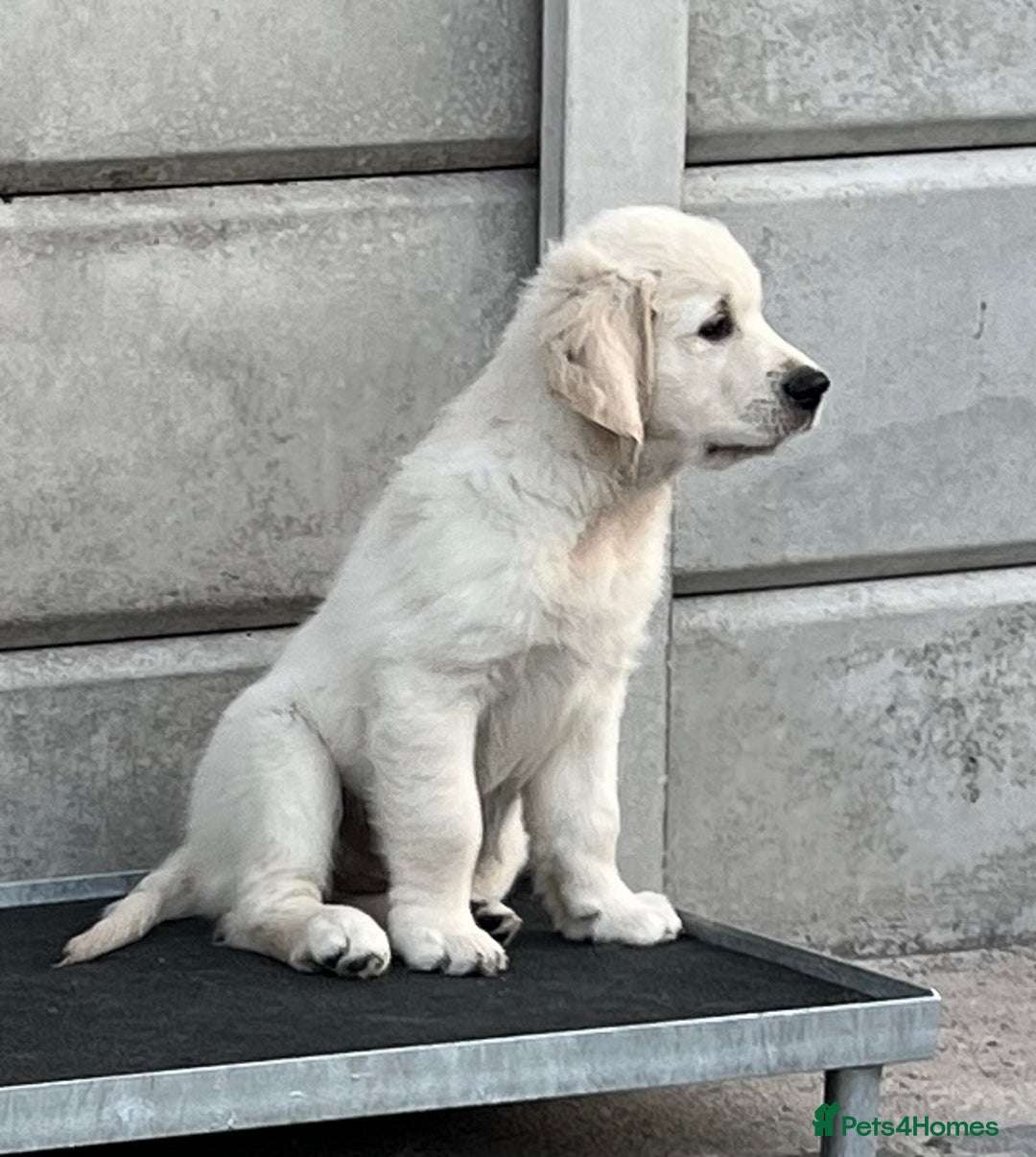 Golden Retriever dogs for sale: Stunning Puppies Ready Now (Updated pics) - Image 13