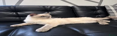 Ragdoll 1