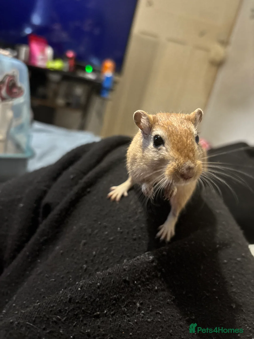 Gerbil rodents for sale: Baby gerbil for sale  - Advert 2
