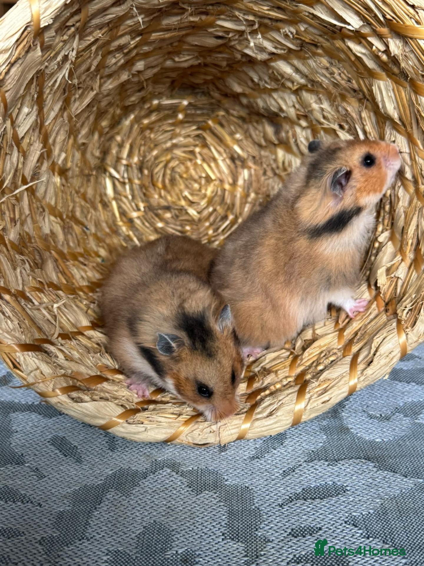 Hamster rodents Beautiful baby Syrian Hamsters Sheffield - Advert 13