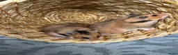 Hamster rodents for sale: Beautiful baby Syrian Hamsters Sheffield - Advert 8
