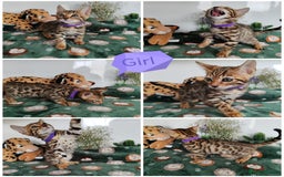 Bengal cats for sale: Bengal cats  - Image 3