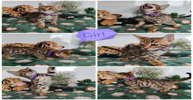 Bengal cats - Advert 8