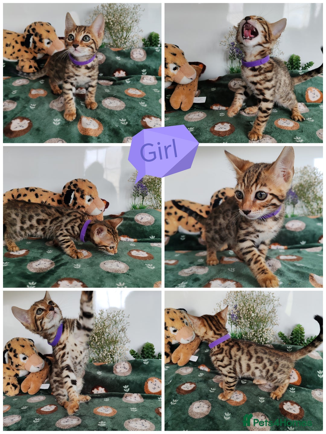 Bengal cats for sale: Bengal cats  - Image 3