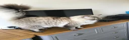 RagaMuffin cats for sale: Rare GCCF RagaMuffin kitten in Exeter - Advert 7