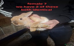 Mixed Breed rabbits for sale: 10 mixed breed rabbits  - Advert 17