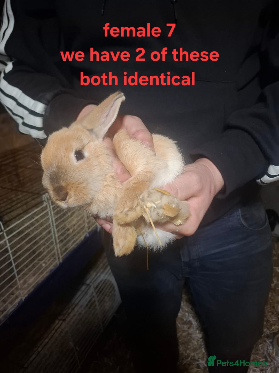 Mixed Breed rabbits for sale: 10 mixed breed rabbits  - Advert 17