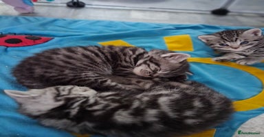 British Shorthair cats - Advert 11