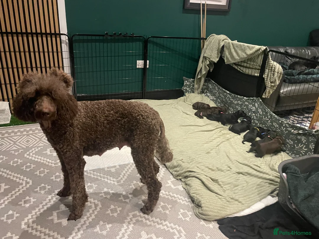 Cockapoo dogs for sale: Cockerpoo Puppies - Advert 2