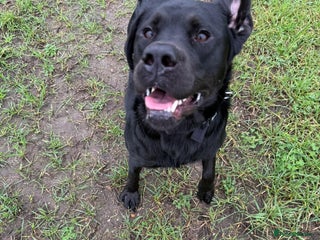 Labrador Retriever dogs 1 year Old Black Labrador Male - Advert 18