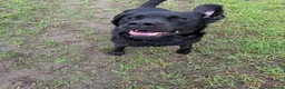 Labrador Retriever dogs for sale: 1 year Old Black Labrador Male - Advert 1