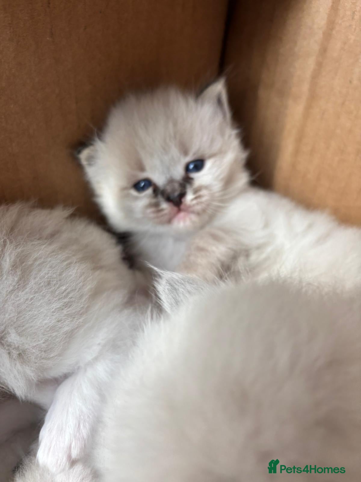 Ragdoll cats 6 Beaustiful Spring Ragdoll Kittens for sale - Advert 1