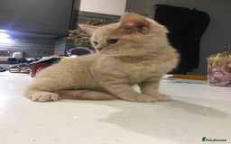 British Shorthair cats for sale: Only 2 baby boys left Stunning fluffy kittens  - Image 15