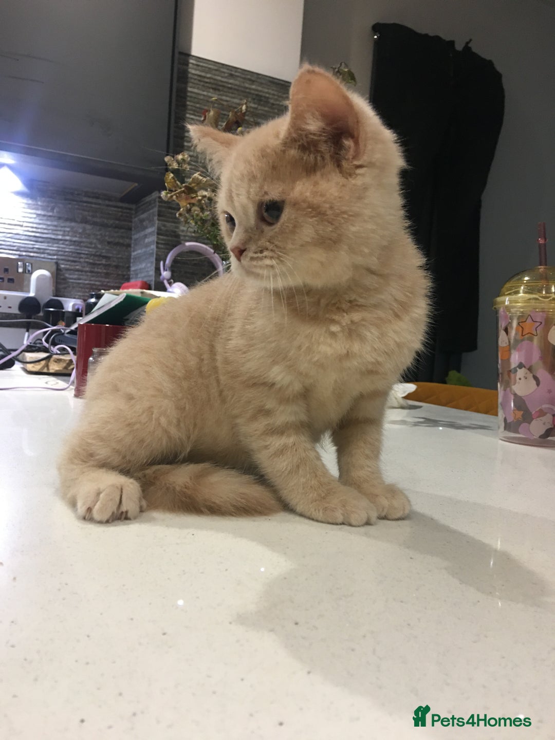 British Shorthair cats for sale: Only 2 baby boys left Stunning fluffy kittens  - Image 15