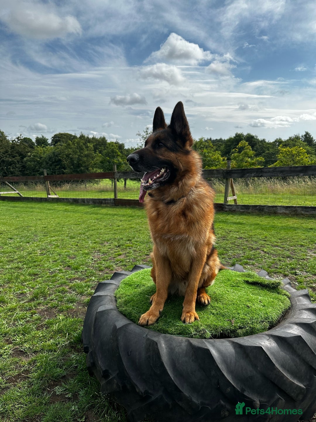 German Shepherd dogs for sale: German Shepherd - Advert 4