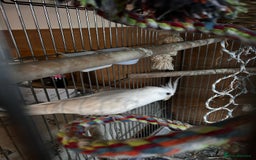 Cockatiels birds for sale: Bonded Pair of Cockatiels - Image 2