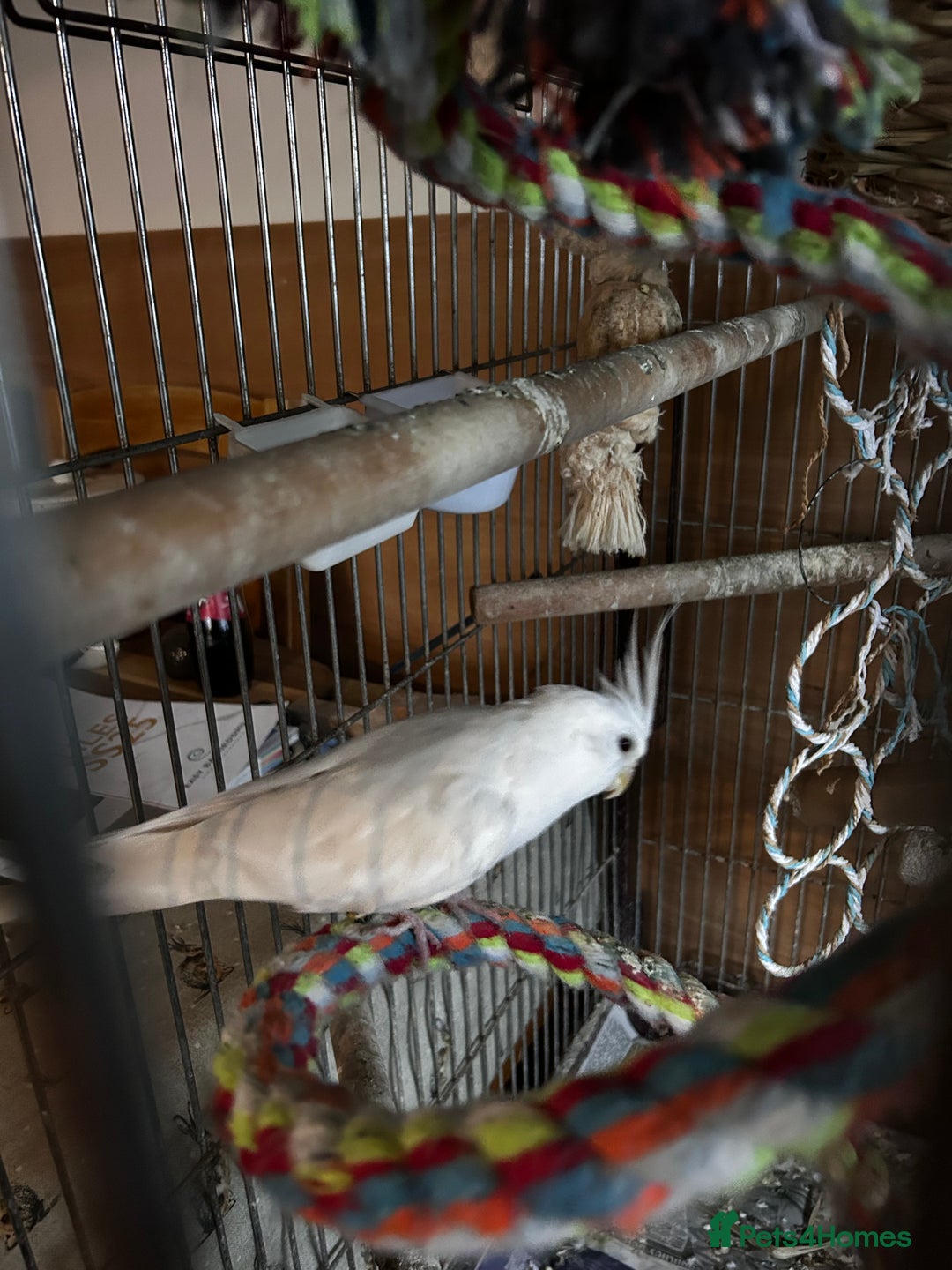 Cockatiels birds for sale: Bonded Pair of Cockatiels - Image 2