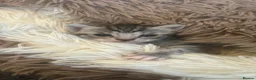 Mixed Breed cats for sale: READY NOW STUNNING KITTENS - Advert 13