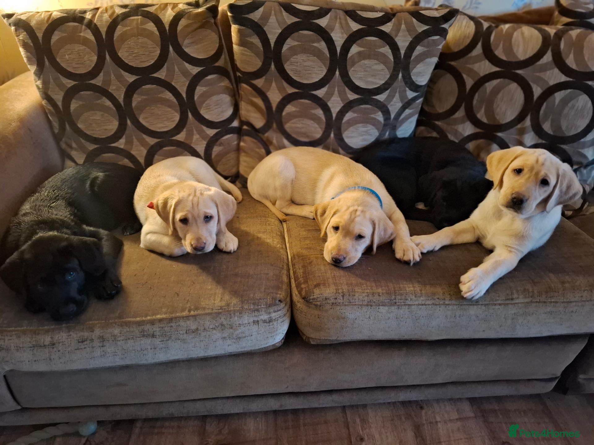 Labrador Retriever dogs for sale: 4 beautiful labrador puppies 1 dog ,3 bitches - Advert 4
