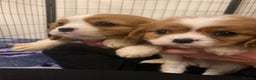 Cavalier King Charles Spaniel dogs for sale: HEALTH TESTED PARENTS King Charles cavalier pups  - Advert 10
