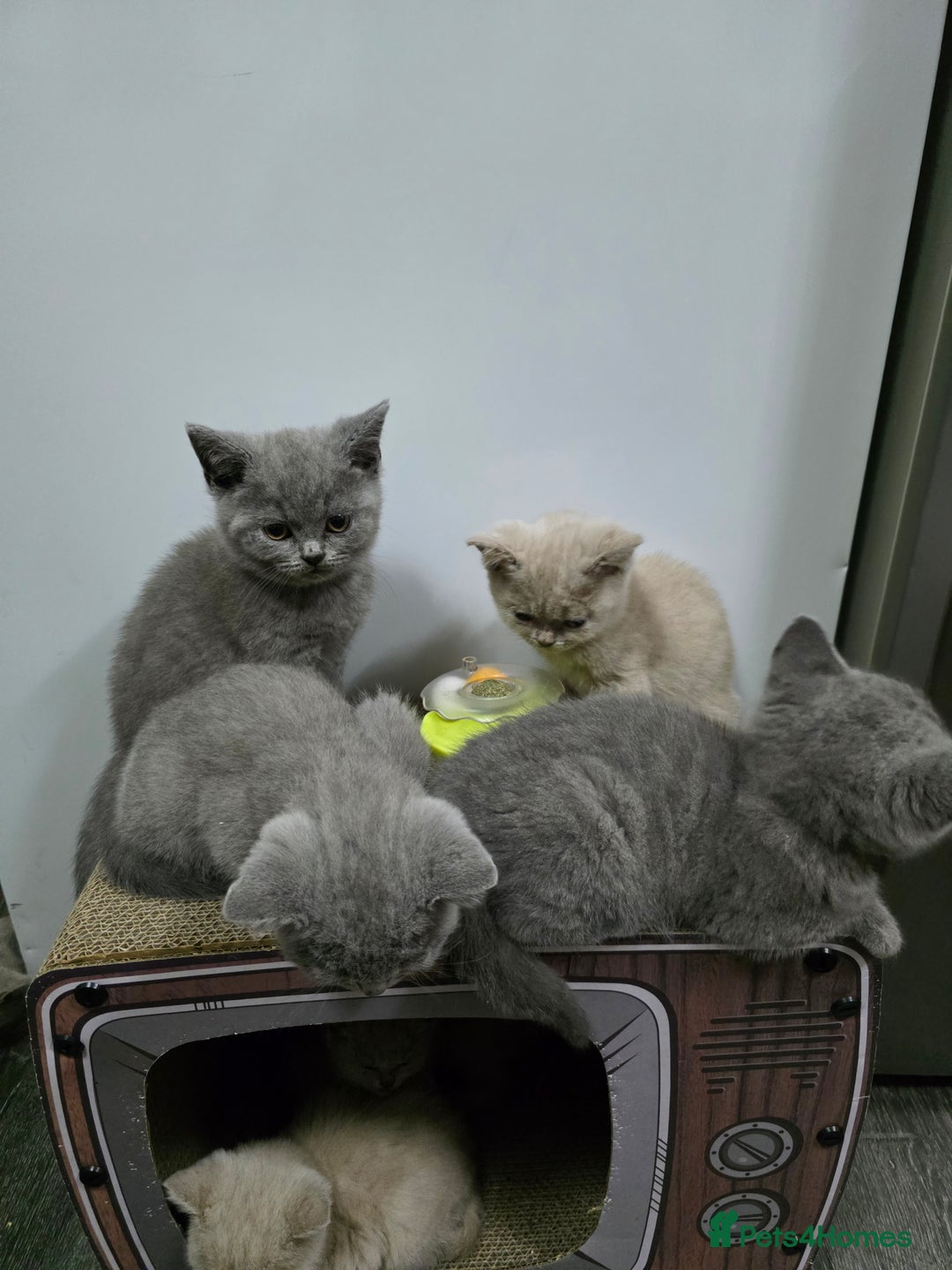 British Shorthair cats for sale: Beautiful British shorthair kittens - Image 14