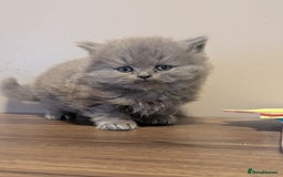 British Longhair cats for sale: British longhair kittens - Advert 7