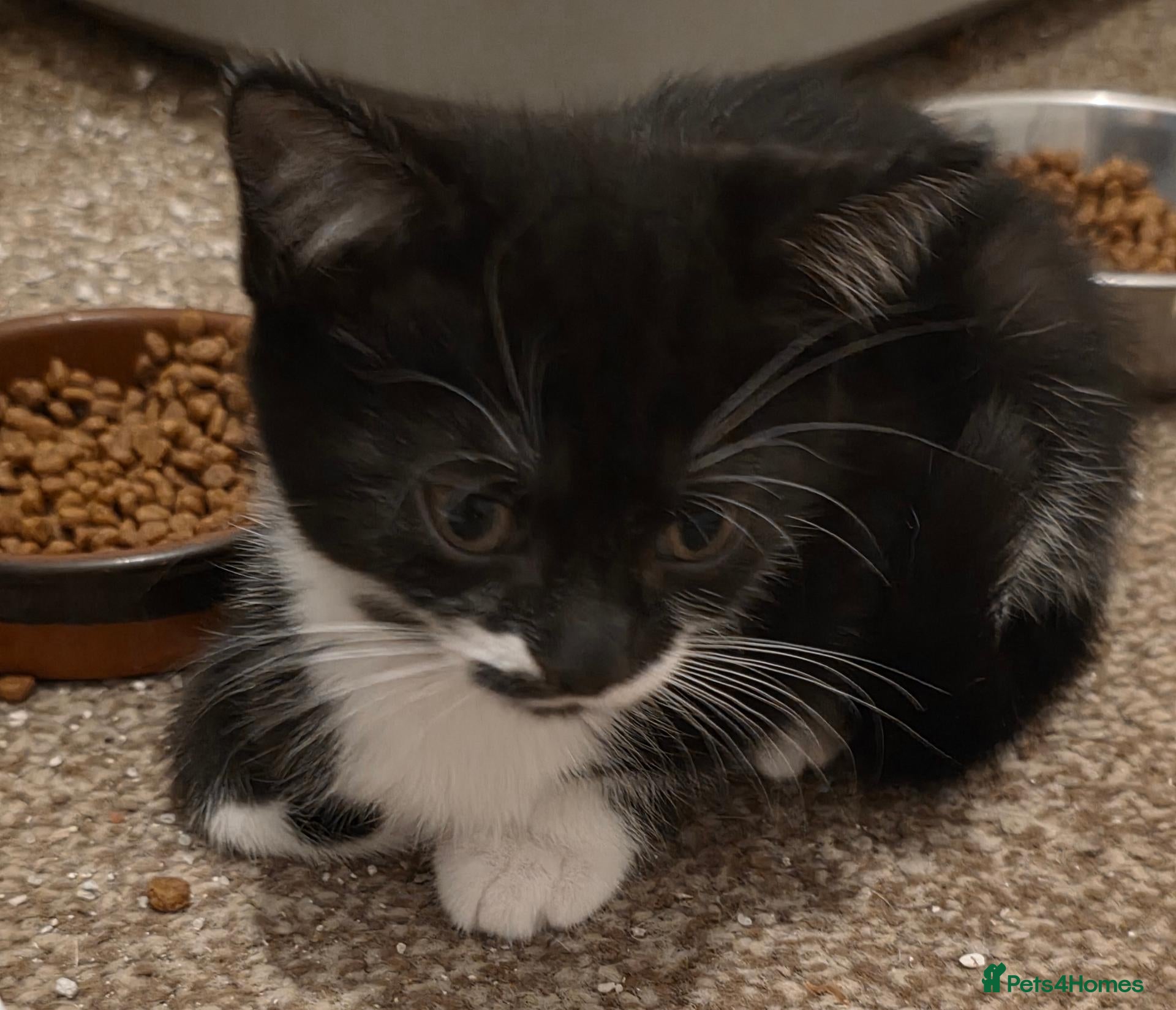 Mixed Breed cats Beautiful Mixed British Shorthair Kittens  🐾 - Advert 2