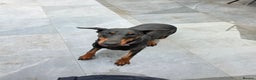 Dobermann dogs for sale: European bitch - Advert 5