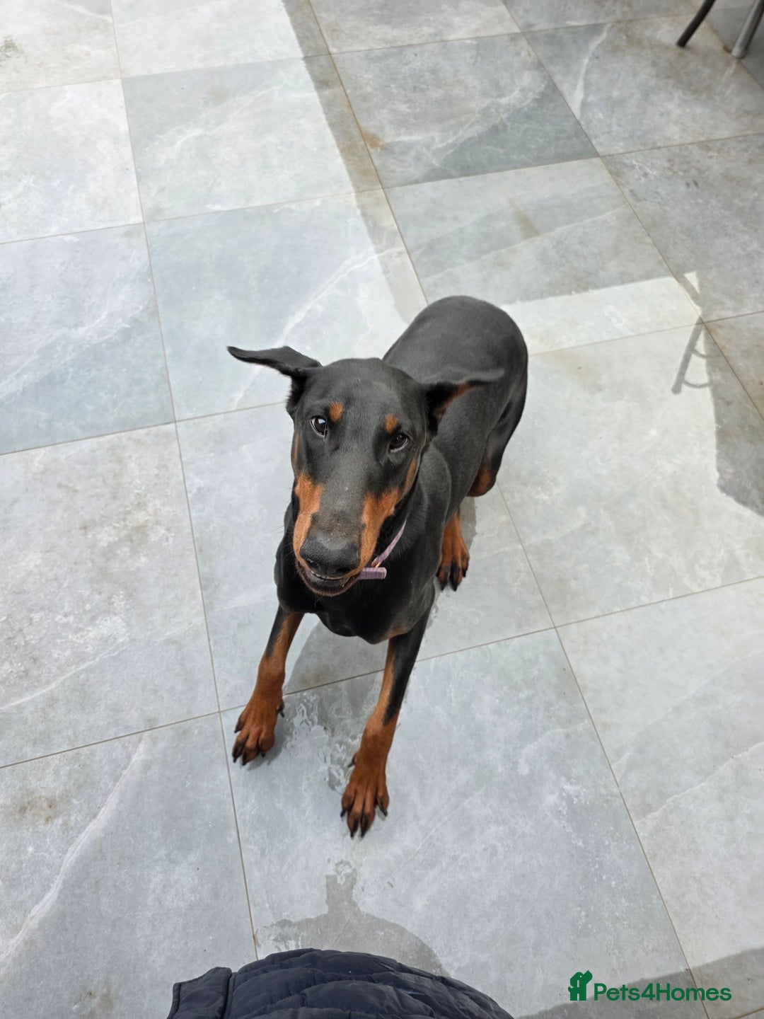 Dobermann dogs for sale: European bitch - Advert 5