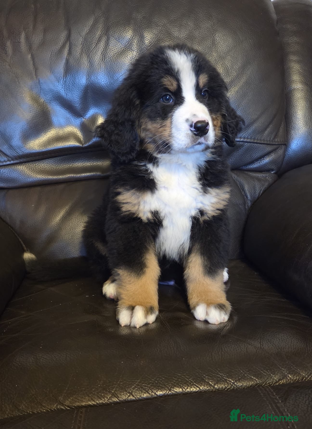 Bernese Mountain Dog dogs Gorgeous Bernese Mountain Dog Puppies  - Advert 2